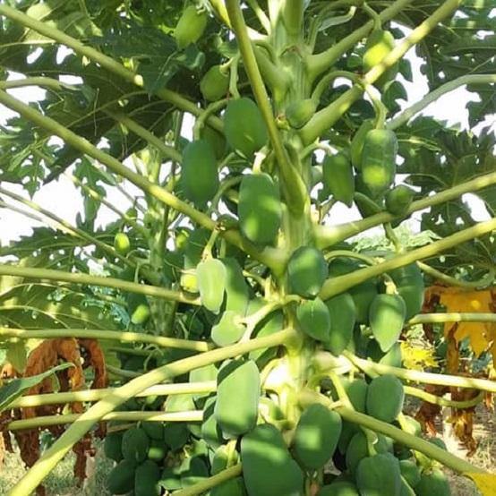 पपीता की खेती