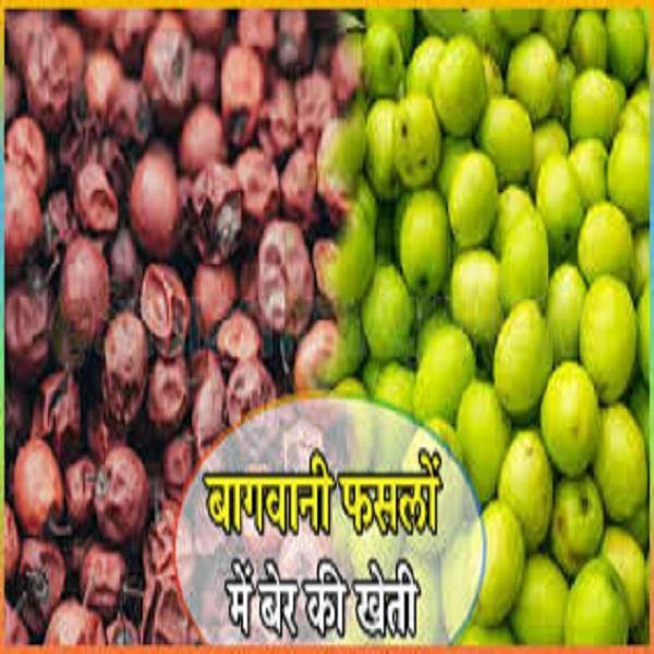 बेर की खेती