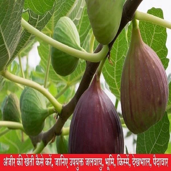 अंजीर की खेती कैसे करें