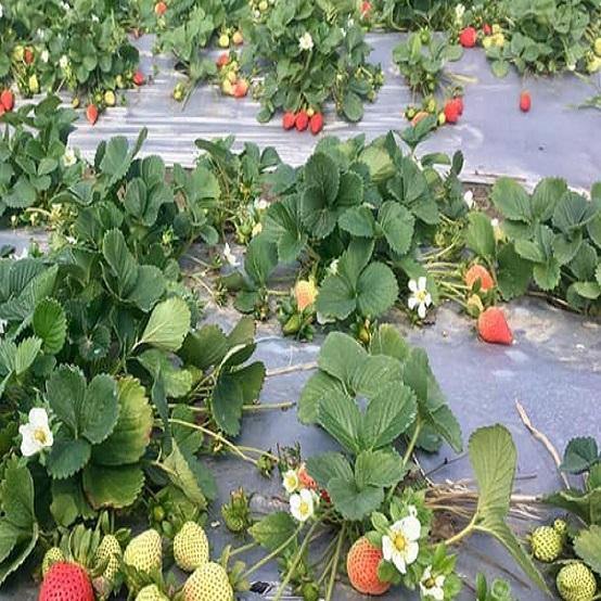 स्ट्राबेरी की उन्नत खेती