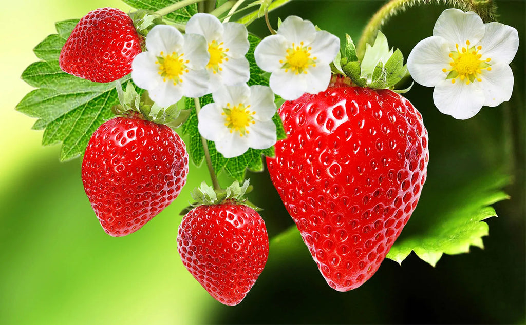 How to grow strawberries at home