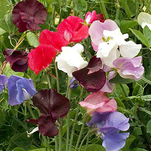 Sweat Peas Mix Colour Flower F1 Hybrid Seeds