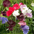 Sweat Peas Mix Colour Flower F1 Hybrid Seeds