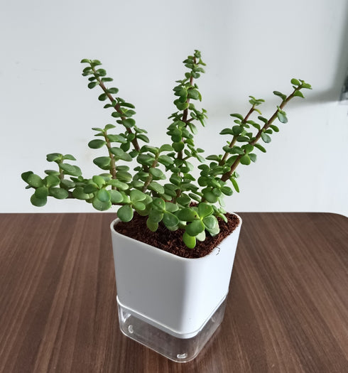 Jade Plant With Self Watering Pot