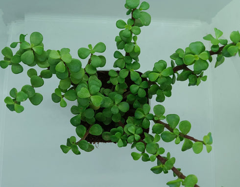 Jade Plant With Self Watering Pot