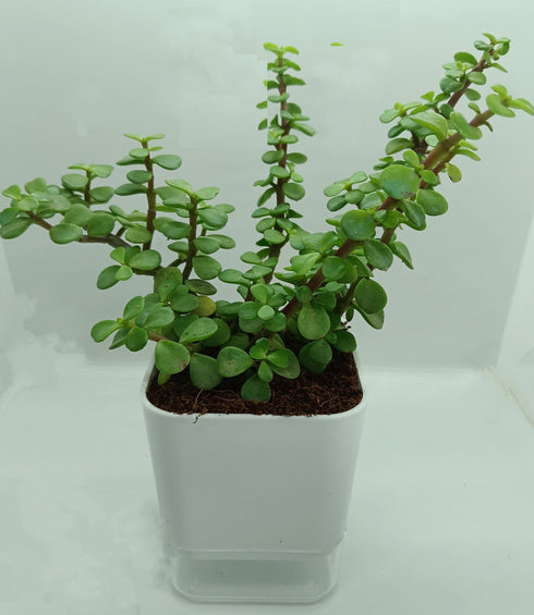 Jade Plant With Self Watering Pot