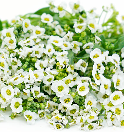 Alyssum White Seed