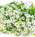 Alyssum White Seed