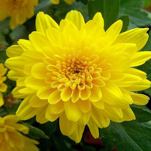 CHRYSANTHEMUM YELLOW