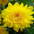 CHRYSANTHEMUM YELLOW
