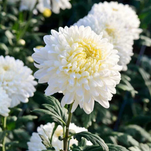 White chrysanthemum flowers seeds