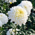 White chrysanthemum flowers seeds