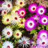 Ice Plant Mesembryanthemum Mixed Color Flower Seeds