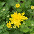 CHRYSANTHEMUM YELLOW