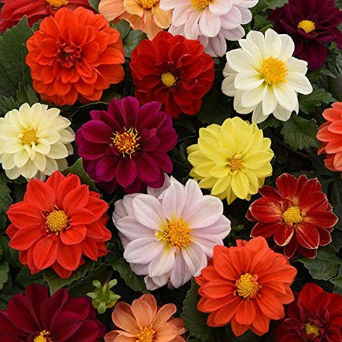 Dahila Top Star Flower Seeds