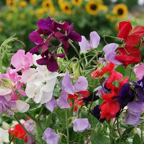 Sweat Peas Mix Colour Flower F1 Hybrid Seeds