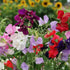 Sweat Peas Mix Colour Flower F1 Hybrid Seeds