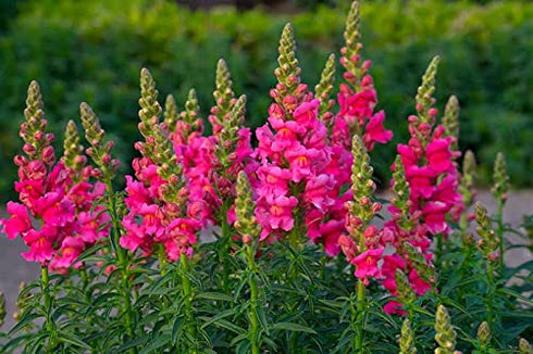 Antirrhinum flower seeds