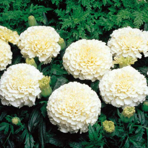 Marigold White Flower Seeds Hybrid Seeds 100% Germination For Home Gardening Combo 50 seeds