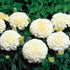 Marigold White Flower Seeds Hybrid Seeds 100% Germination For Home Gardening Combo 50 seeds