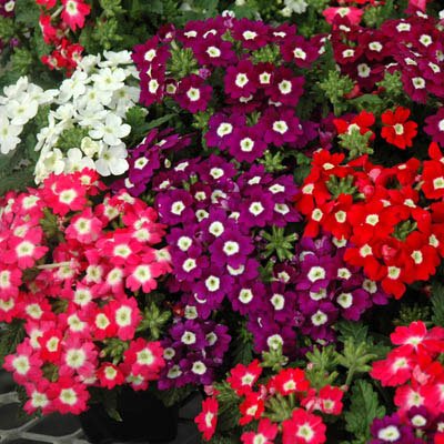 Verbena Mixed Color Flower Seeds