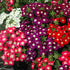 Verbena Mixed Color Flower Seeds