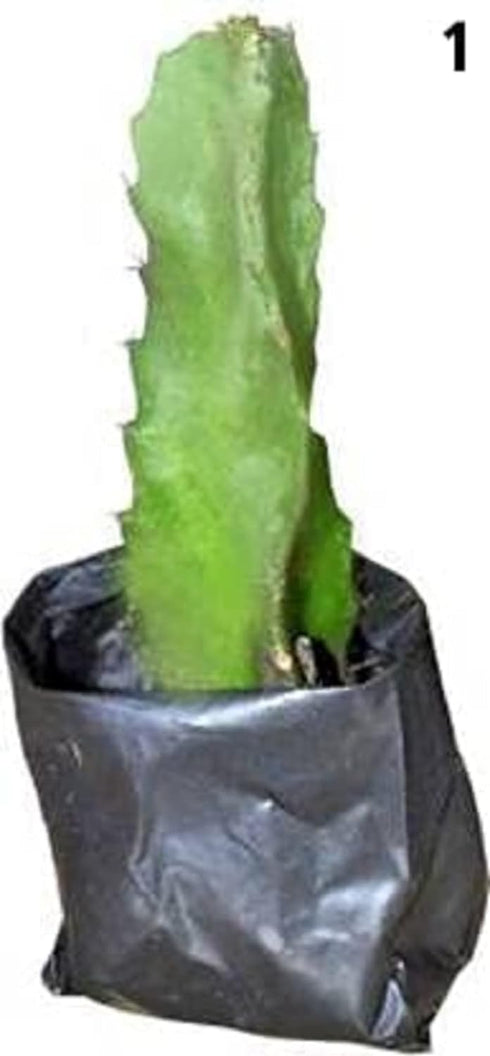 DECOREEN Dragon Fruit live Plant 3 Plant Red