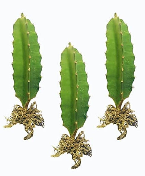 DECOREEN Dragon Fruit live Plant 3 Plant Red