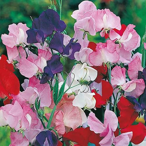 Sweat Peas Mix Colour Flower F1 Hybrid Seeds