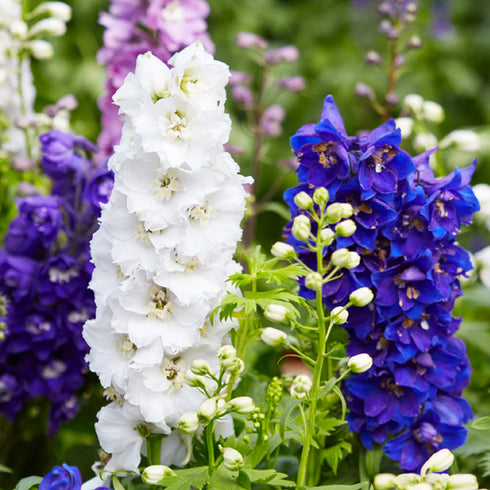 Delphinium flower seeds