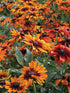 Rustic Dwarf Flower seeds pack of 50 seeds F1