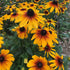 Rustic Dwarf Flower seeds pack of 50 seeds F1