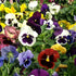 Pansy Swiss giant mixed Color 40-50 seeds