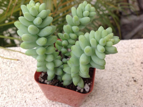 Donkey's Tail (Burro's Tail) Succulent
