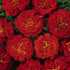 Marigold 'Solar Red' F1 Hybrid 30 Plant Seeds-100 SEEDS