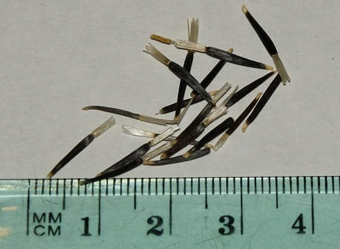 Marigold White Flower Seeds Hybrid Seeds 100% Germination For Home Gardening Combo 50 seeds