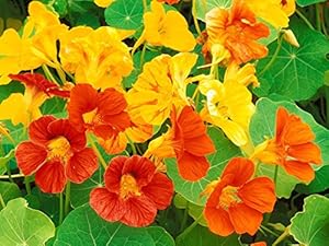Nasturtium Alaska Mixed Color Flower F1 Seeds