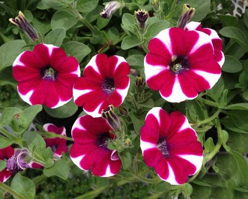 Petunia Mixed Flower Seeds Pack of 200 Seeds