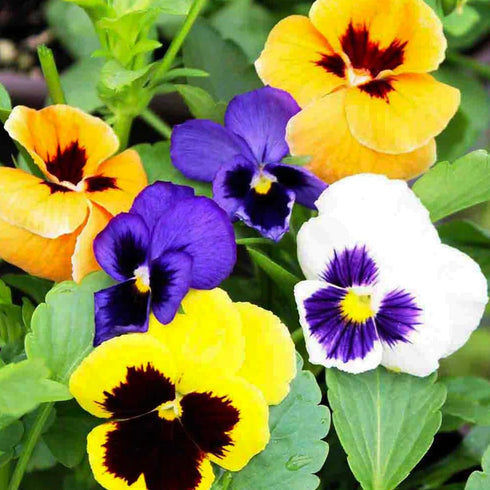 Pansy Swiss giant mixed Color 40-50 seeds