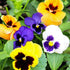 Pansy Swiss giant mixed Color 40-50 seeds