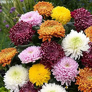 Chrysanthemum mix seeds