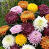 Chrysanthemum mix seeds