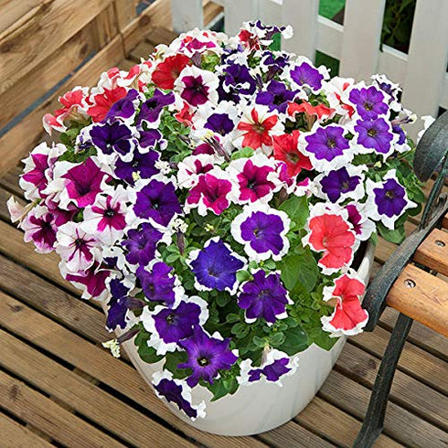 Petunia Mixed Flower Seeds Pack of 200 Seeds