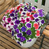 Petunia Mixed Flower Seeds Pack of 200 Seeds