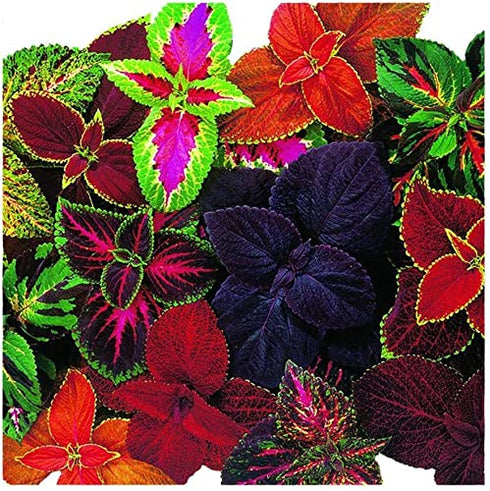 Coleus Rainbow Mixed Flowers Seeds