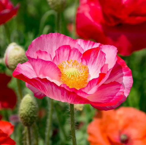 Iceland Poppy Mix Flower seeds