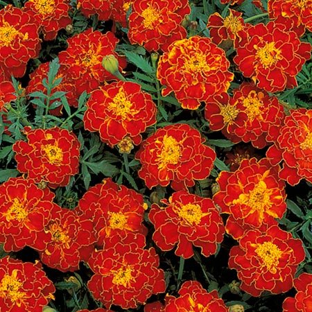 Marigold 'Solar Red' F1 Hybrid 30 Plant Seeds-100 SEEDS