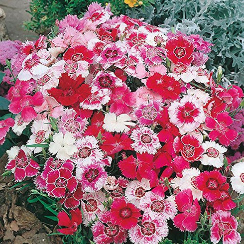 Dianthus baby doll Flowers Seed