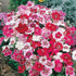Dianthus baby doll Flowers Seed