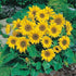 Sunflower Miniature Flower Seeds (Pack Of - 50 Seeds)